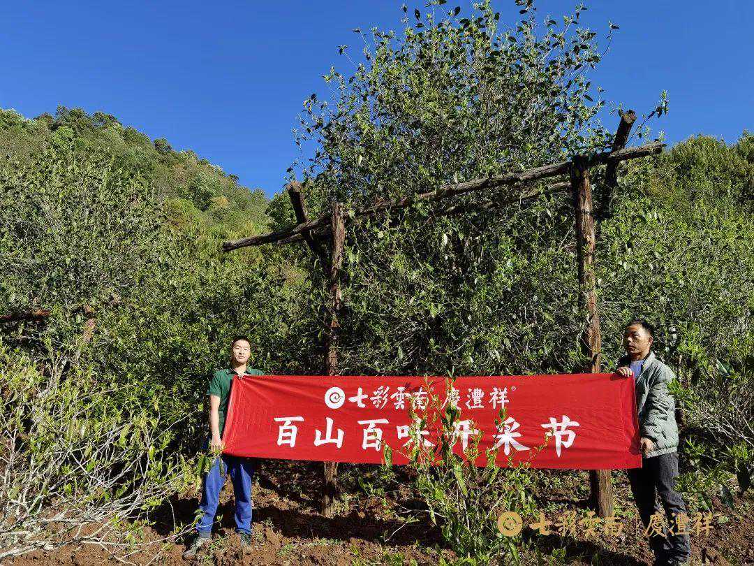 寻茶季 |“会跳舞”的古茶树——老乌山正山春古茶开采啦