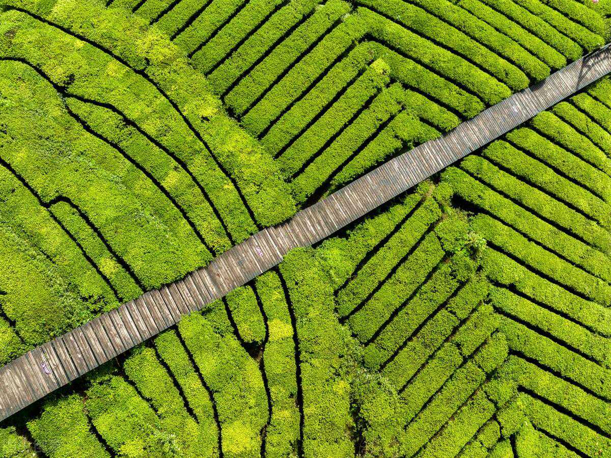 土家族两大自治州的当家绿茶对比？恩施玉露与湘西黄金茶对冲评测