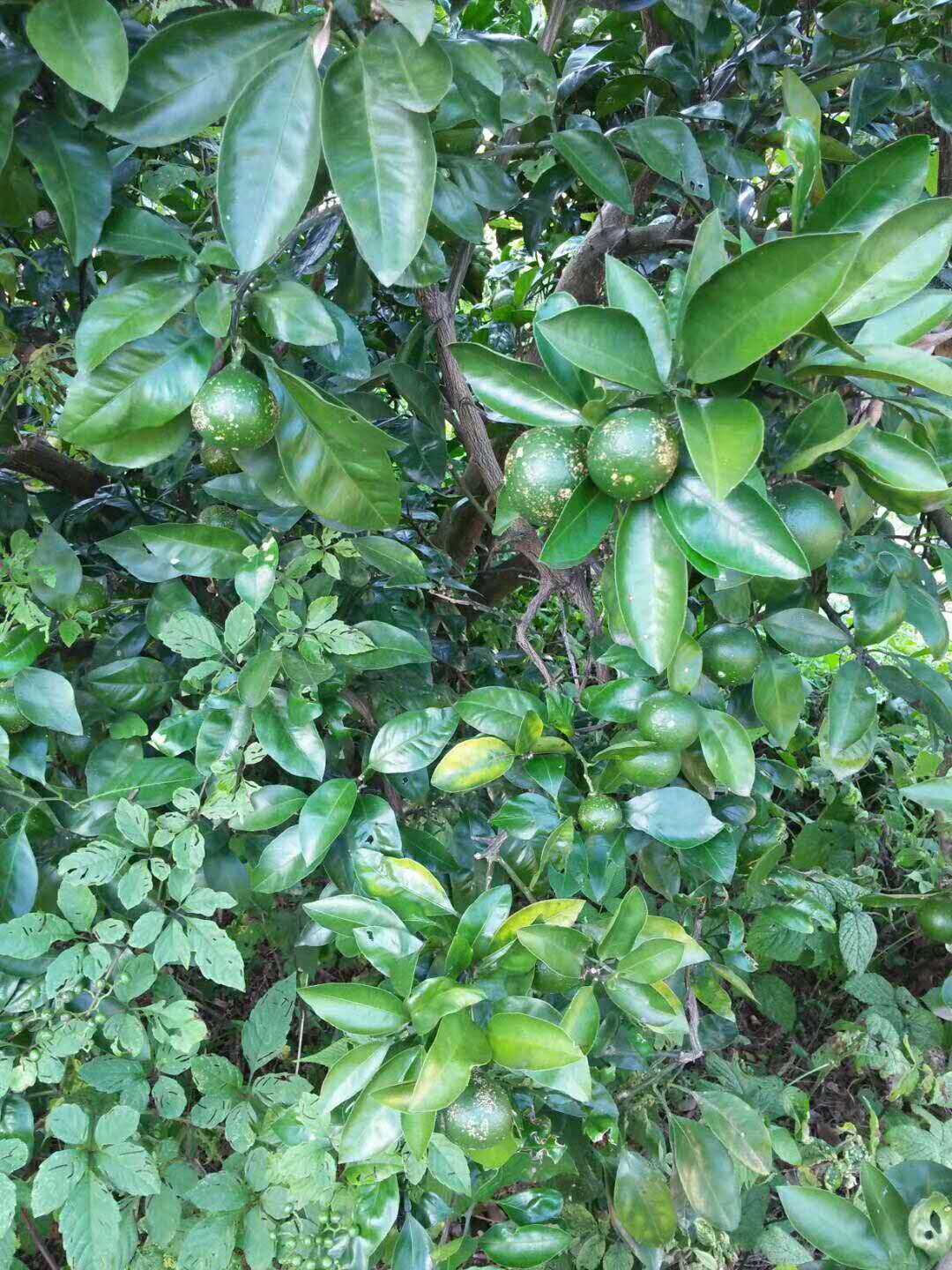 原来柑橘茶是需要这样制作，真正喝出健康还能品尝好茶！