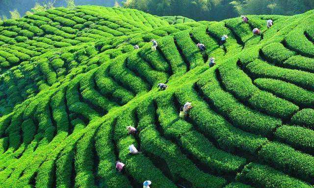 中国茶业100强企业：湖南、福建、云南领先