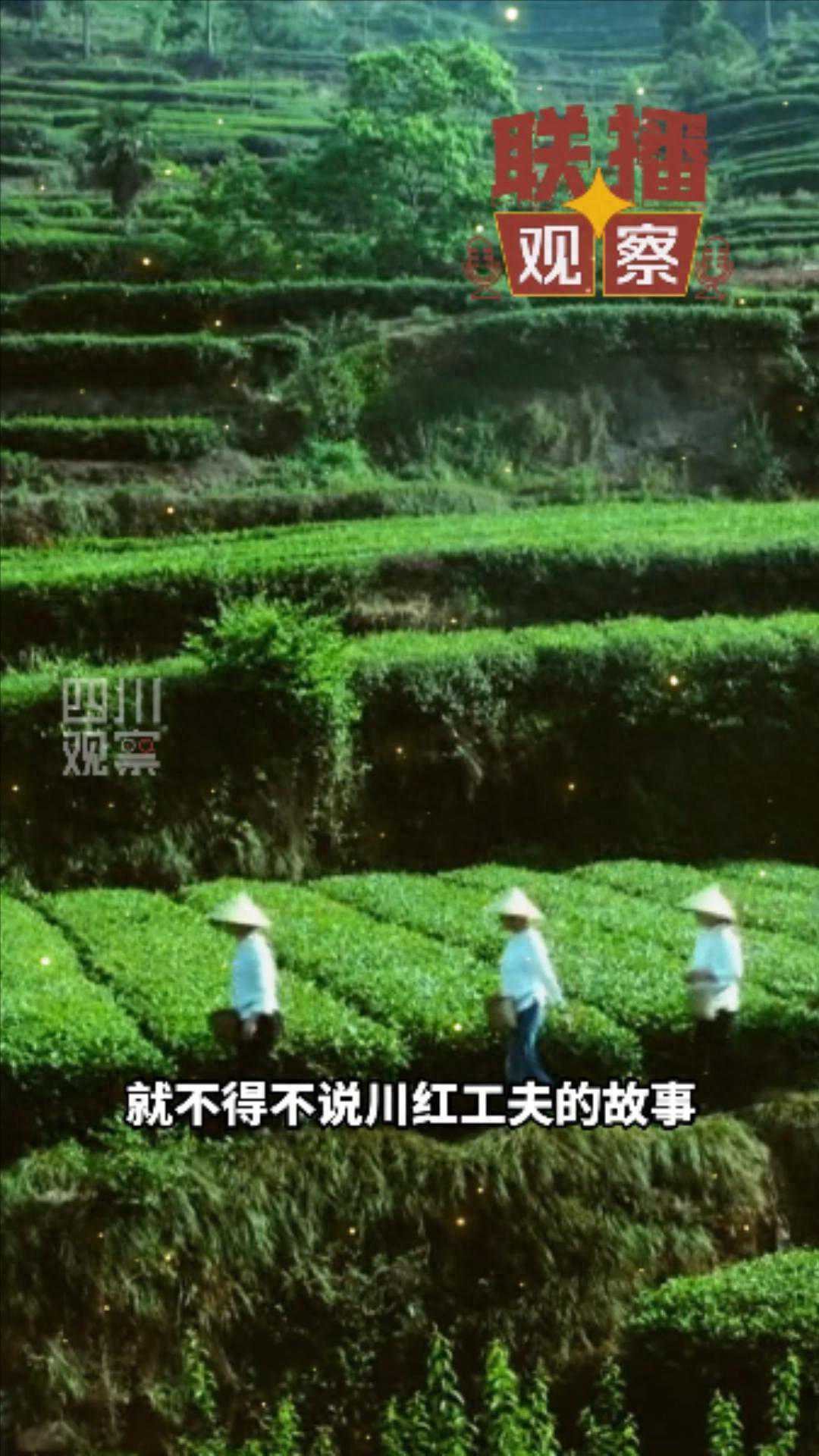 联播观察丨川红的“前世”与“今生”