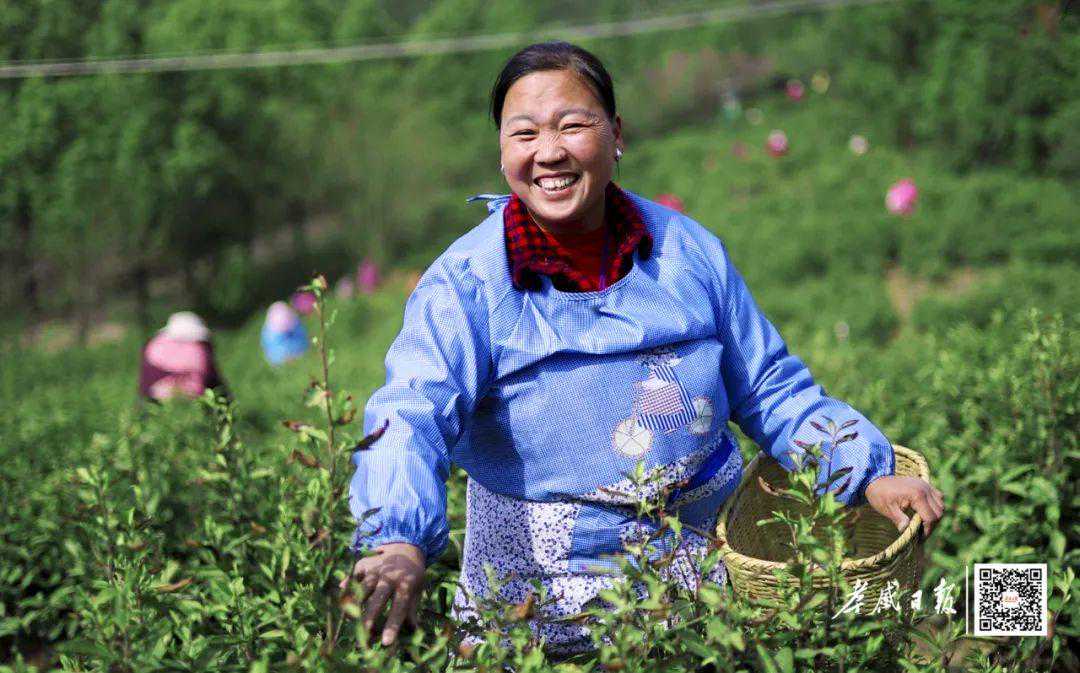 走，带你去看一片鲜叶到一杯好茶！