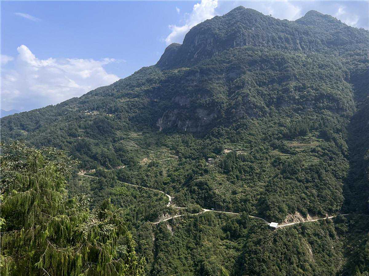 李振峰：米仓访茶行路难，有幸见到福成古茶树林