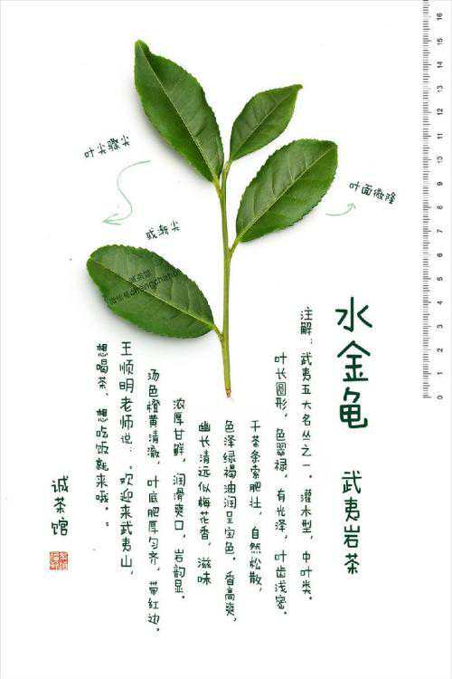 武夷名枞水金龟简介