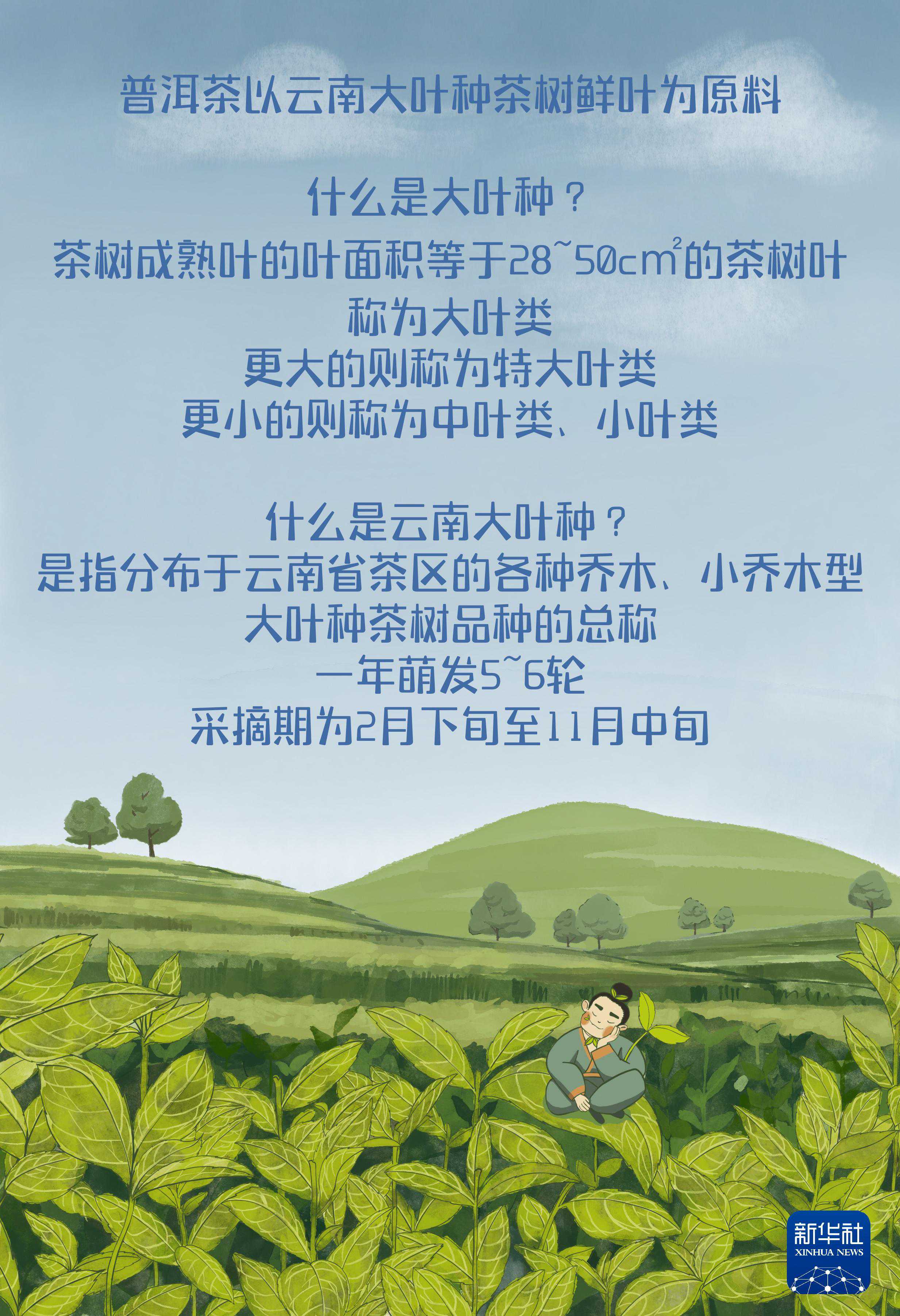 国际茶日：品茶有道 聚焦普洱茶