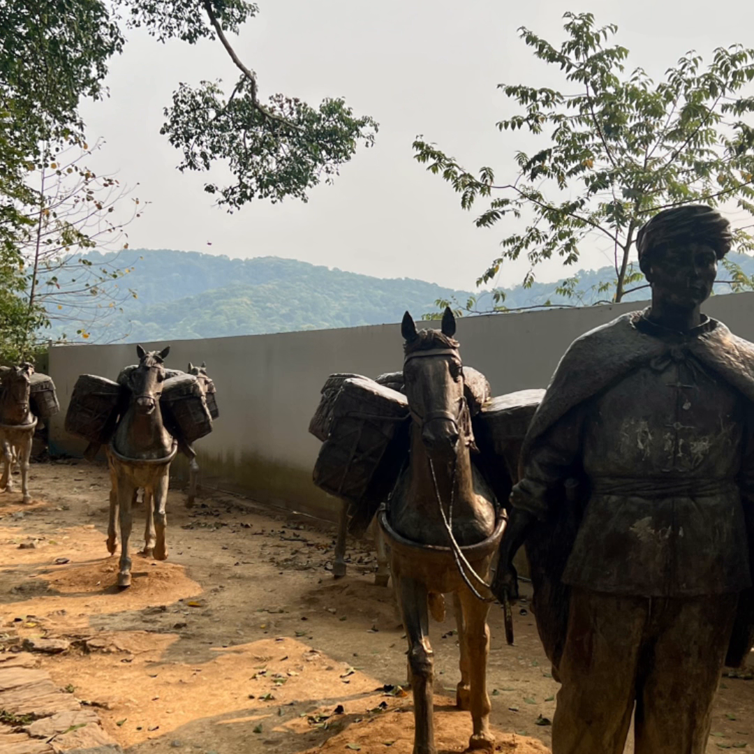 茶叶知识｜普洱茶为什么要压茶饼呢？#爱喝茶的关注我