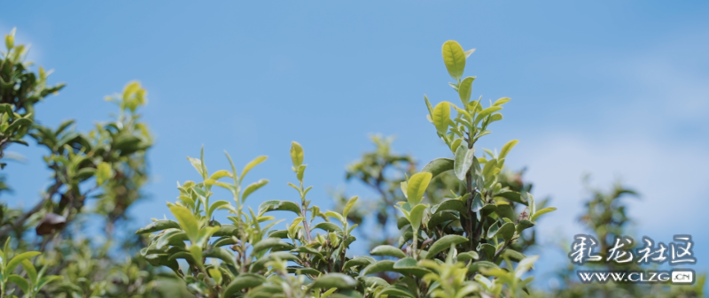 一叶千年满城香——宝洪茶