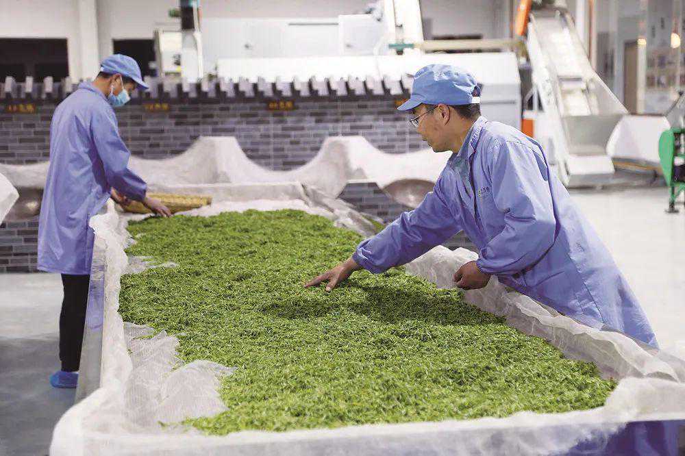 一芽一叶，信阳毛尖理性回归中