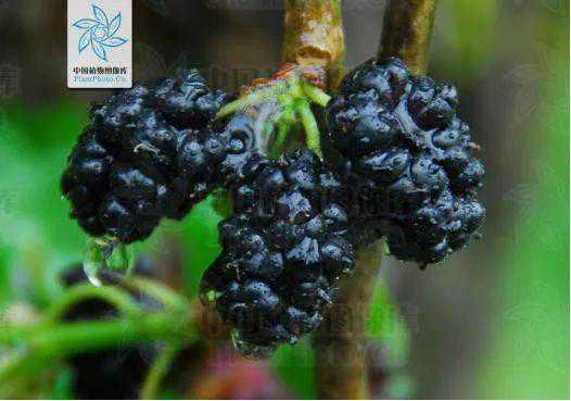 快来看看，有没有你童年爱吃的野果