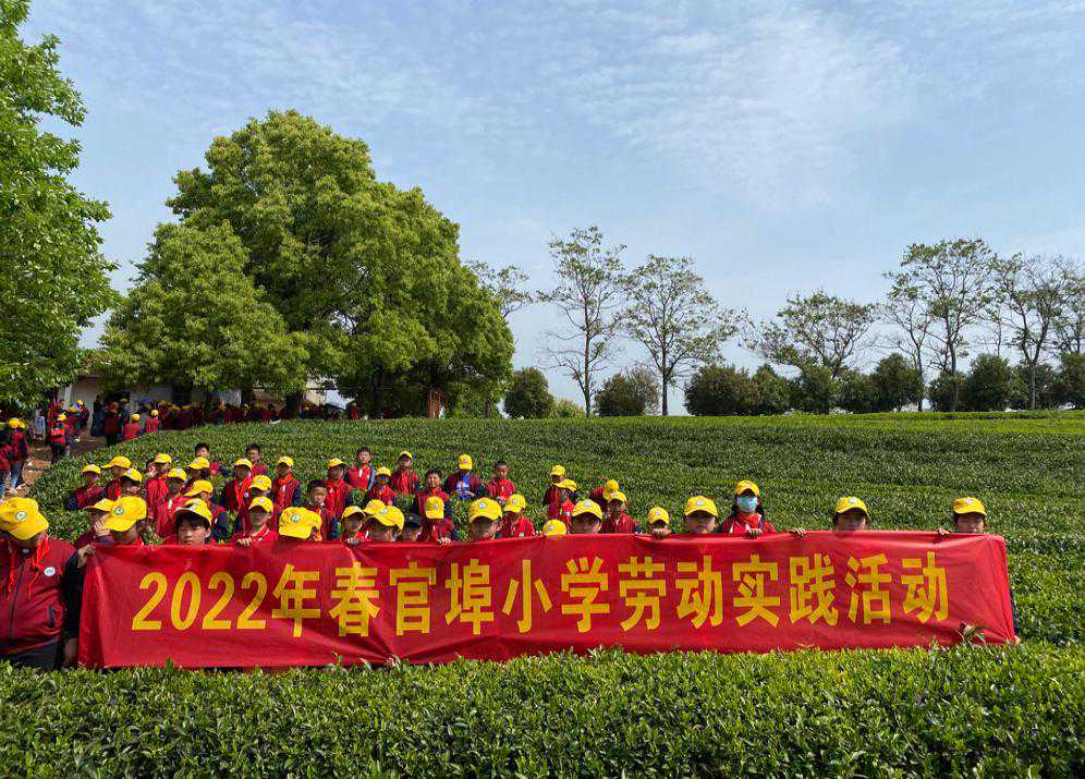 咸安区官埠桥镇小学开展摘茶劳动实践活动