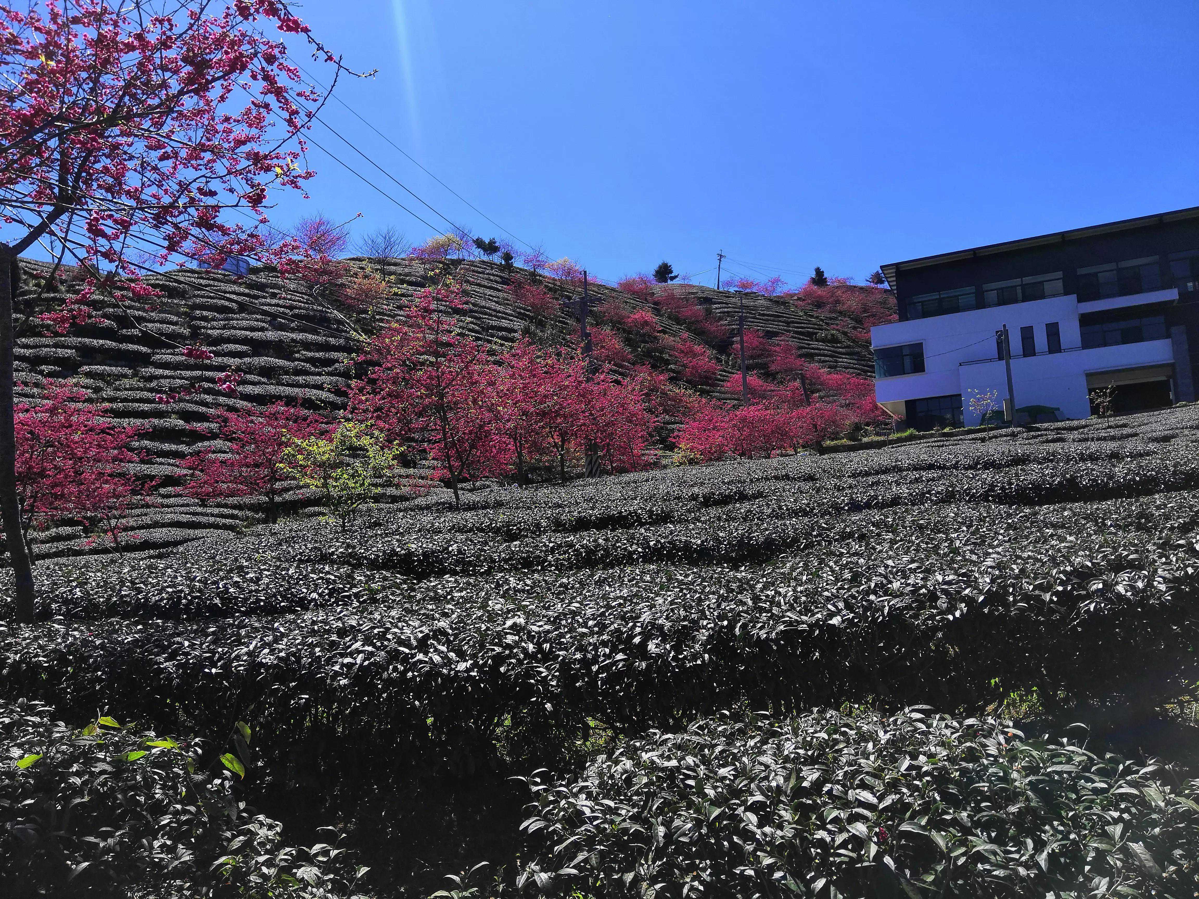 台湾行之四十二：台湾茶文化源远流长