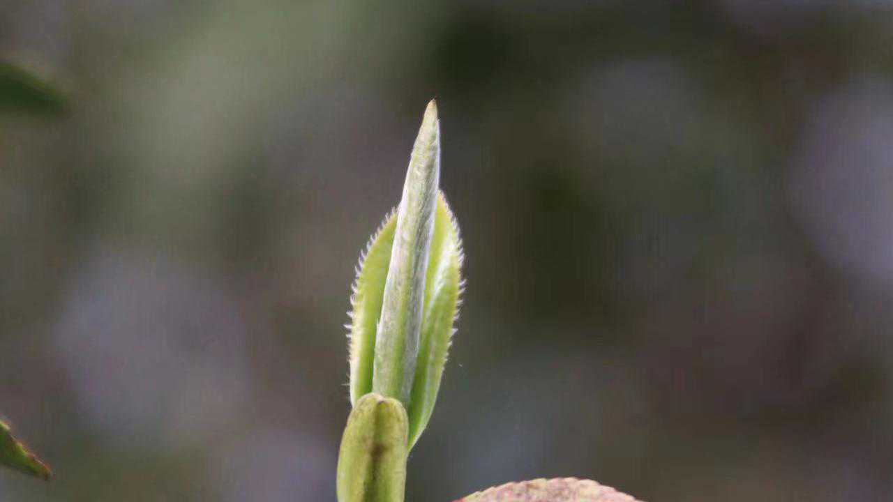 到现在，你还在被“单芽乃茶中极品”欺骗吗？