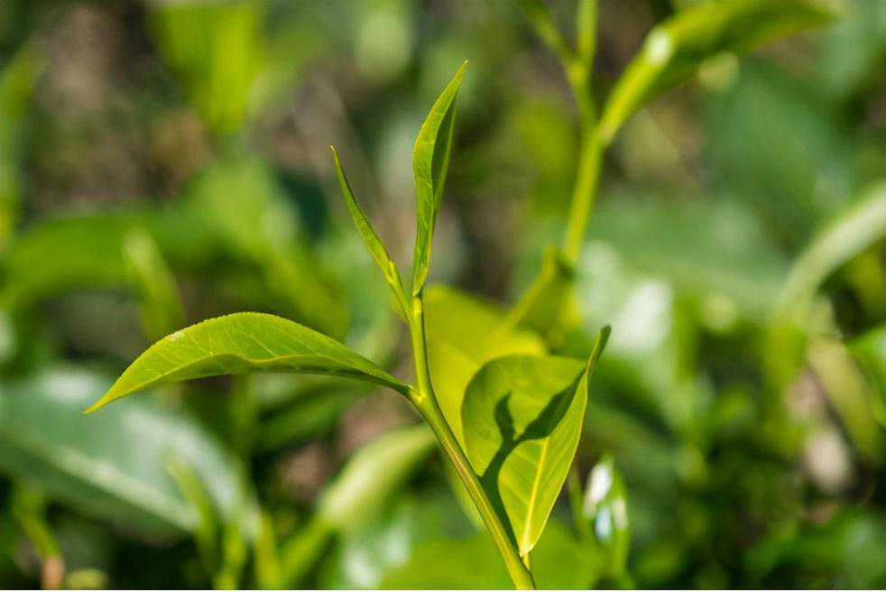 冷知识：茶叶除了泡，还有这三种妙用