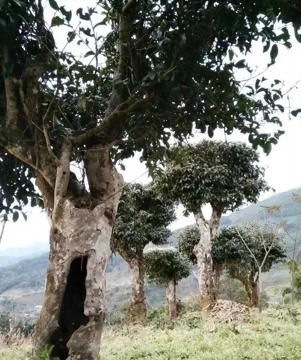 云南普洱茶区50个名山名寨统计