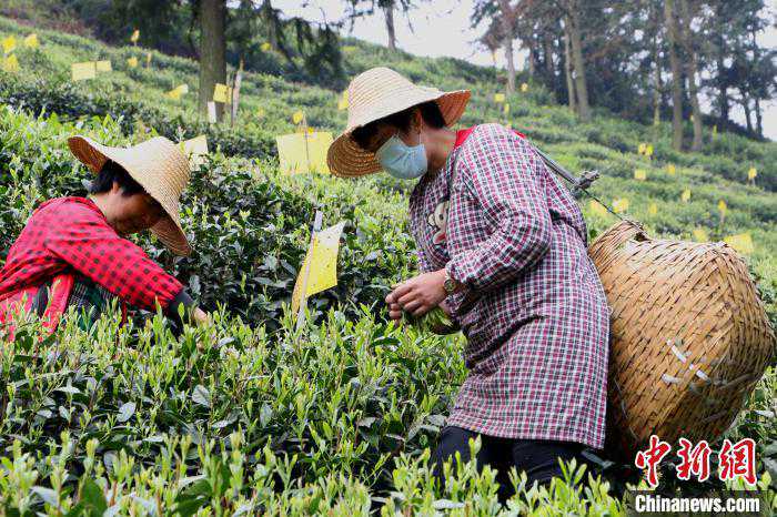 安徽黄山太平猴魁“何以名魁”