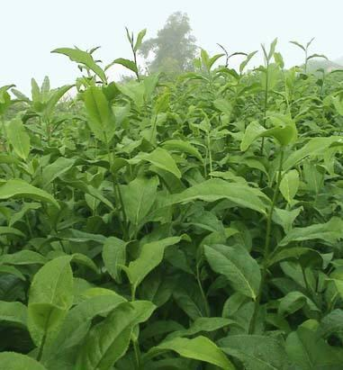 云南云抗14号大叶茶背景特点介绍