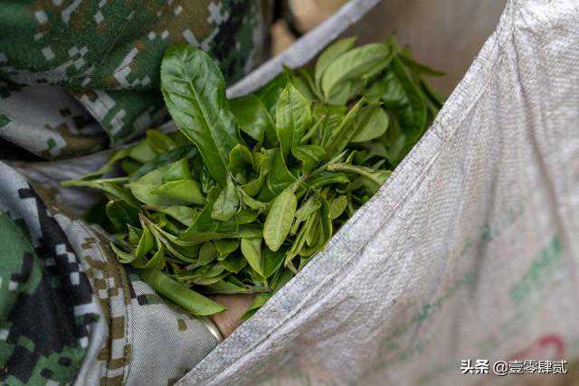 你知道云南都有哪些茶叶种类吗？