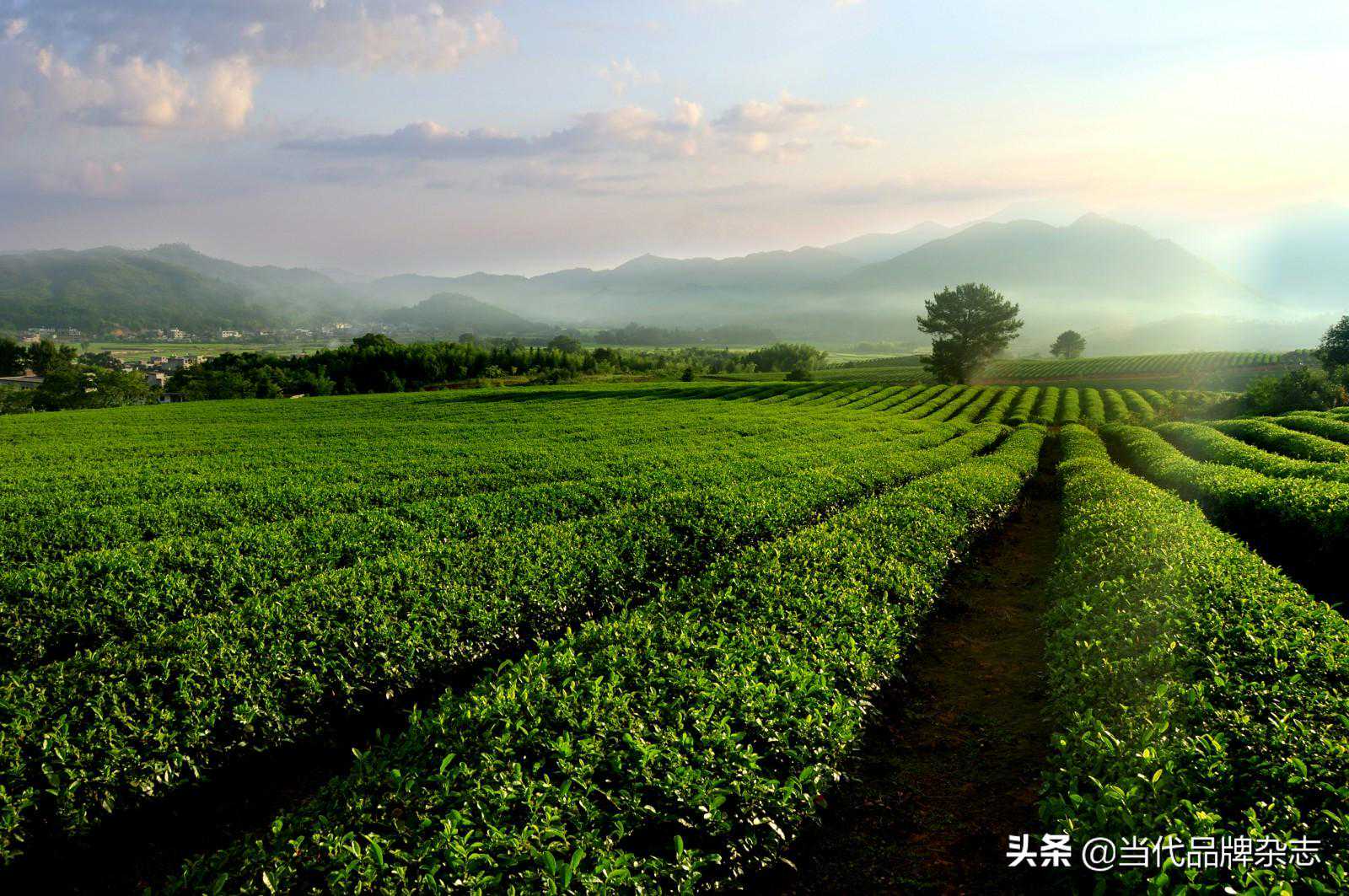 一脉相承 古今共茗——福建茶叶文化演变及历史渊源