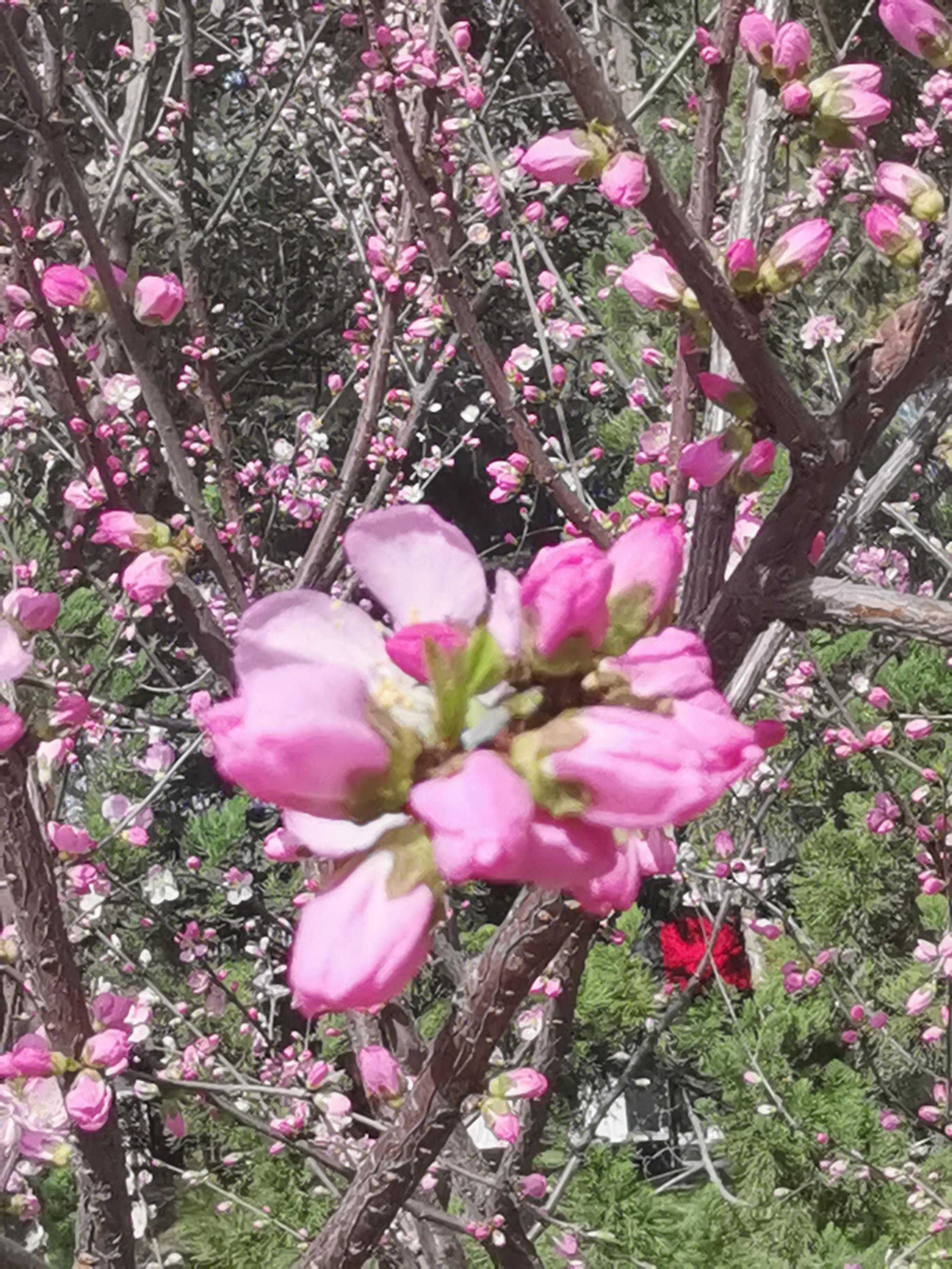 《颜觸说齐王》中的“太璞”和“璞”有什么区别吗？