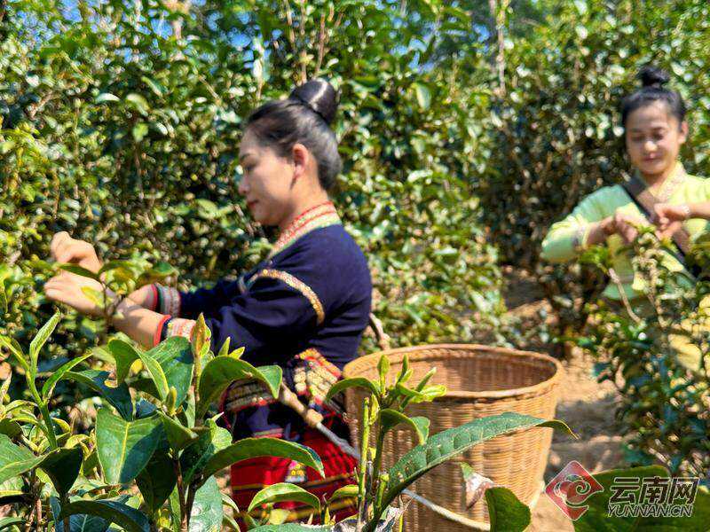 景迈山“头春”古树茶开采