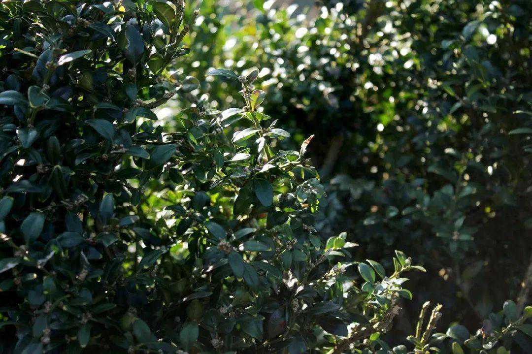 不一样的武夷茶 | 古时极品贡茶：武夷雀舌