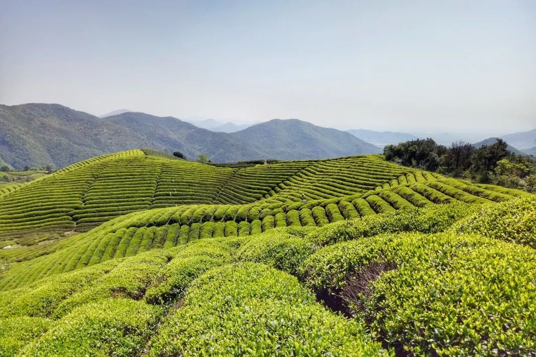 官宣！3月22日，径山茶正式开采！