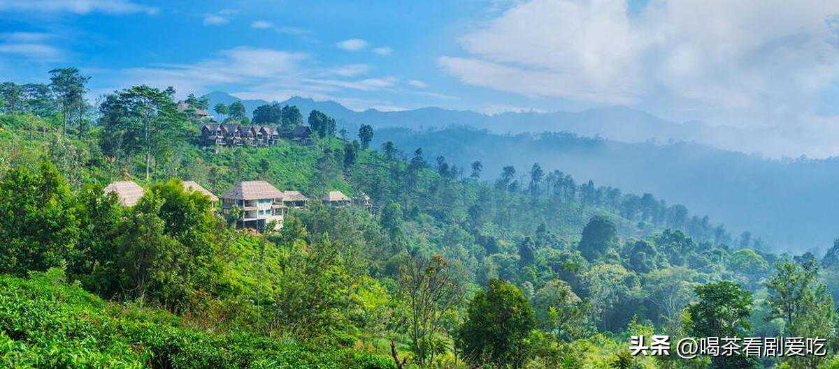 世界十大顶级茶叶品牌（三）