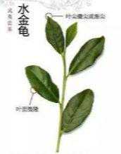 武夷名茶 | 美翻了的金色大龟——水金龟