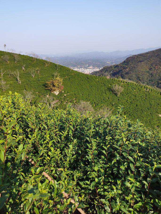 信阳毛尖产地界定