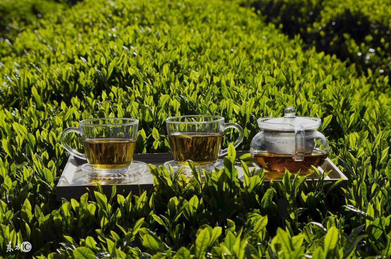 才明白安吉白片和安吉白茶两者不是同一款茶