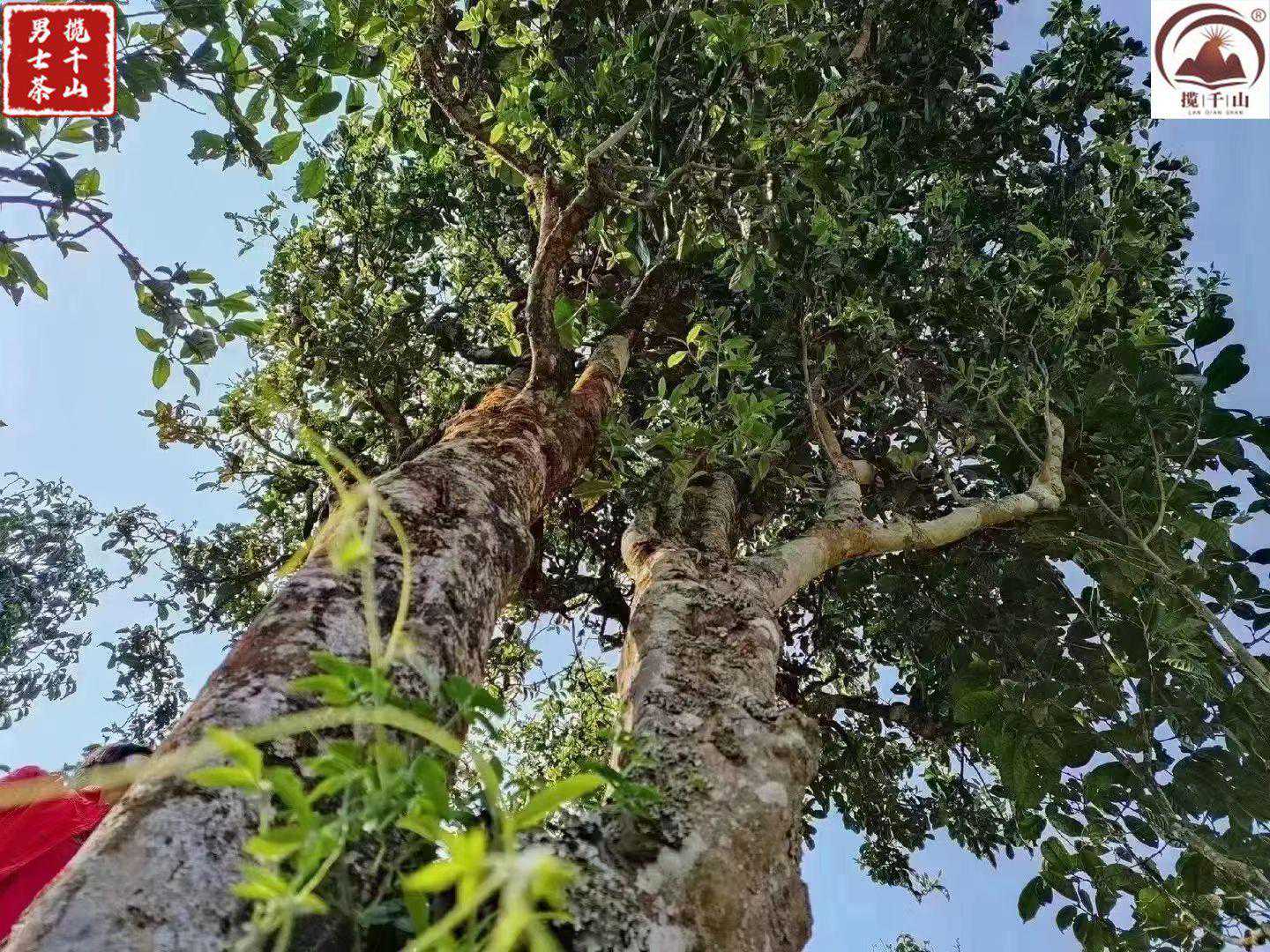 磨烈：临沧后起之秀，更胜冰岛？