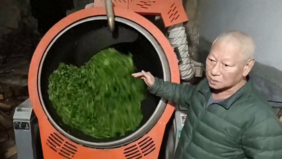 茶叶加工，炒青和殺青的重要性