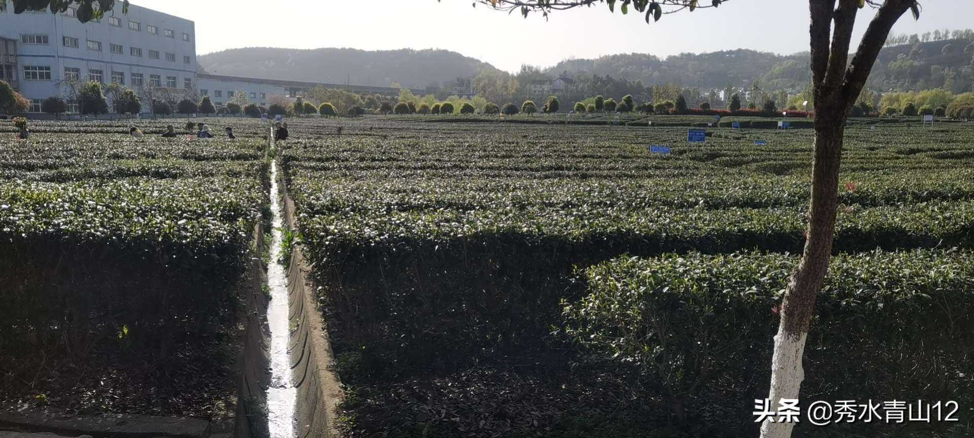 午子绿茶的传说