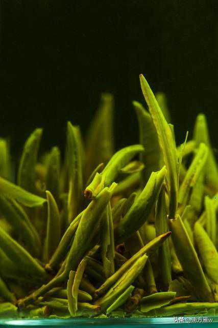 一款有仙气的茶——君山银针