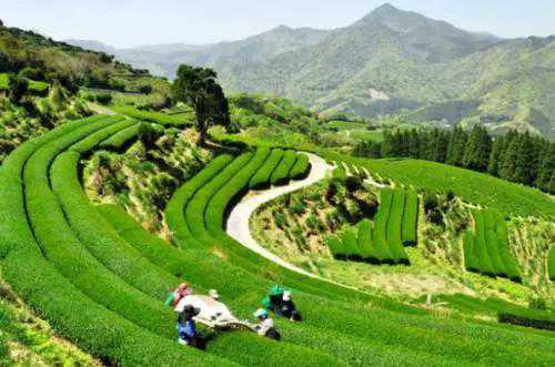 究竟什么是普洱茶文化？