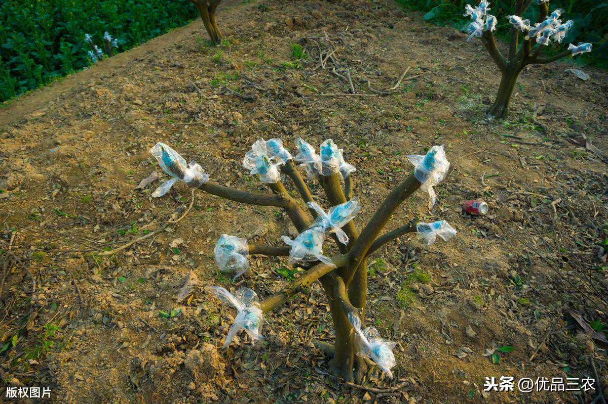 嫁接时候，我们需要把芽眼包住吗？请看分析