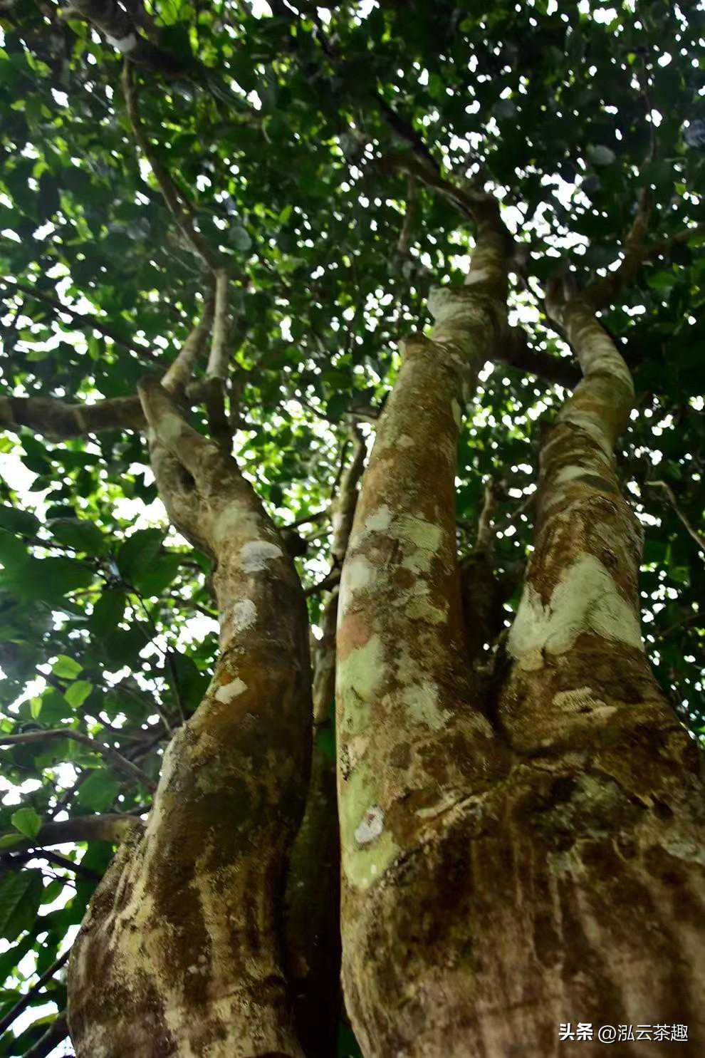 去茶山-勐库西半山之坝卡茶区
