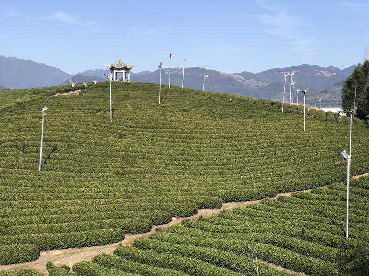 浙江绿茶丽水香 新一届丽水香茶“茶王”诞生