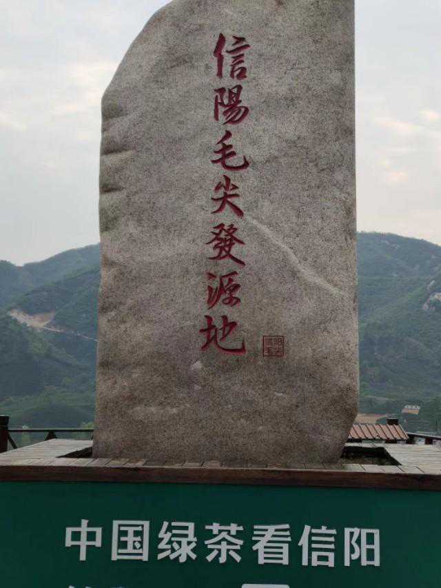 信阳毛尖，爱不释手的“小   浑   淡”