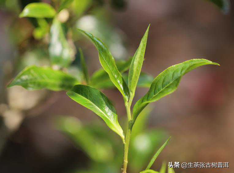 常喝普洱茶，必知的普洱茶6大真相！建议收藏