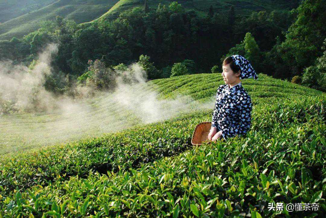 四川只有火锅和麻将？那是你没喝过这些顶级好茶