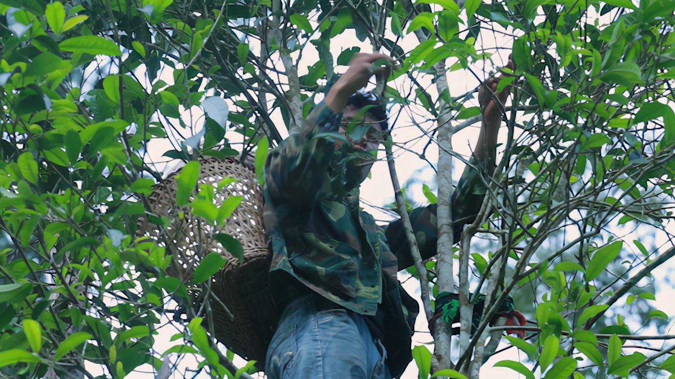 春茶将至，说说老班章和他的兄弟们