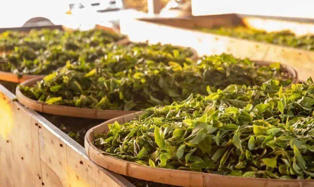 普洱茶的烟香是什么，竟然让许多老茶客痴迷