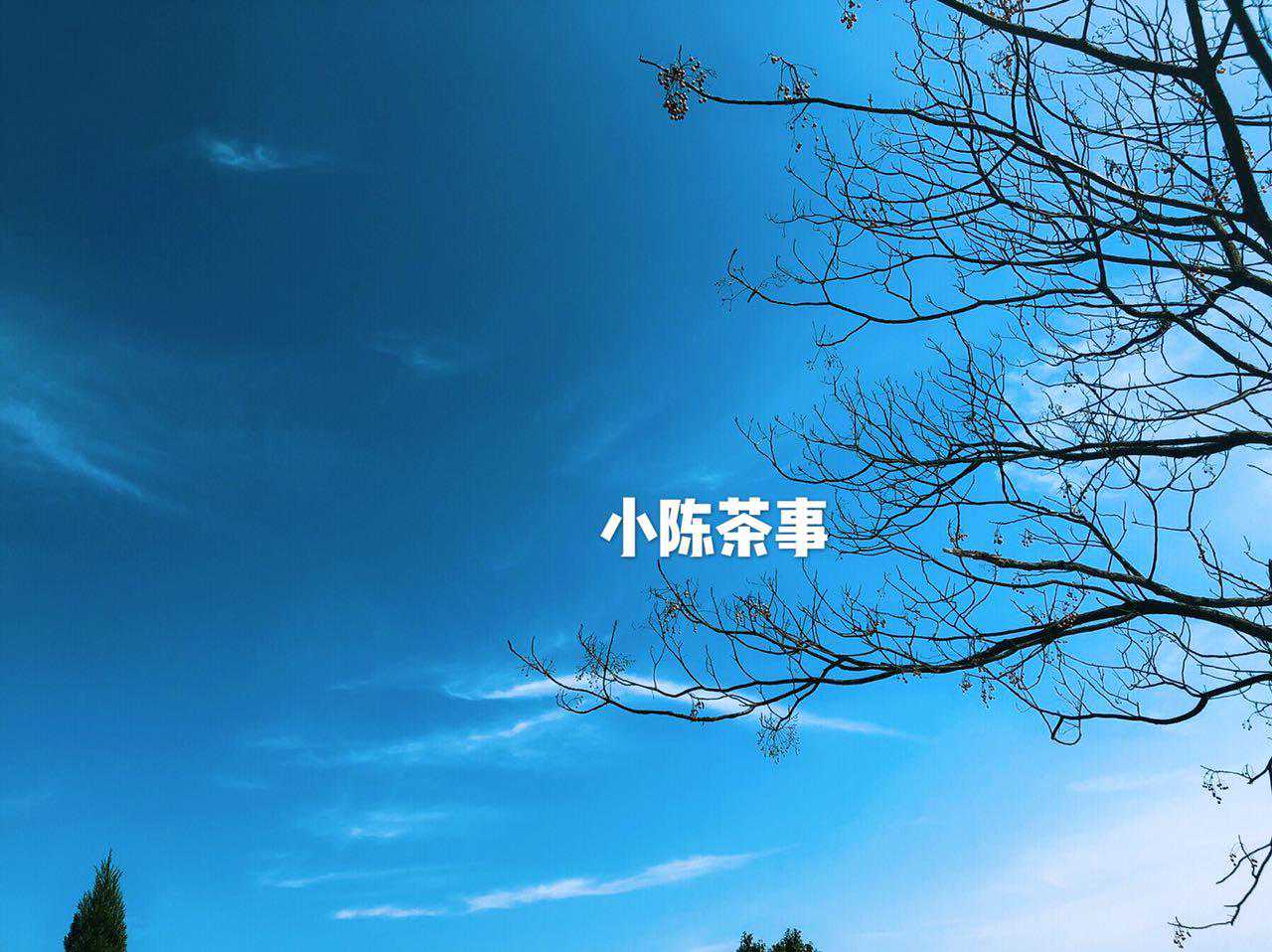 想要寻到一款好白茶，先从这“五正”下手！（新老白茶都适用!）