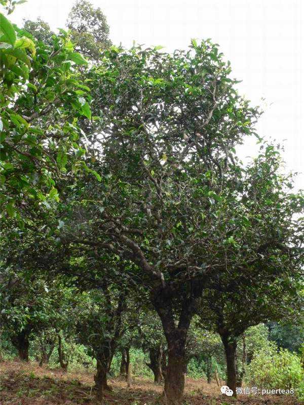 勐库西半山公弄茶区：公弄大寨