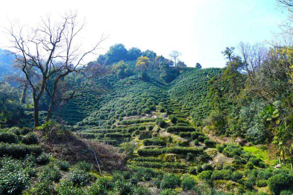 干货 | 9大匠人教你如何挑茶、泡茶、品茶