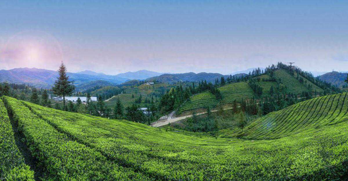 福鼎大毫VS福鼎大白，哪个更好？