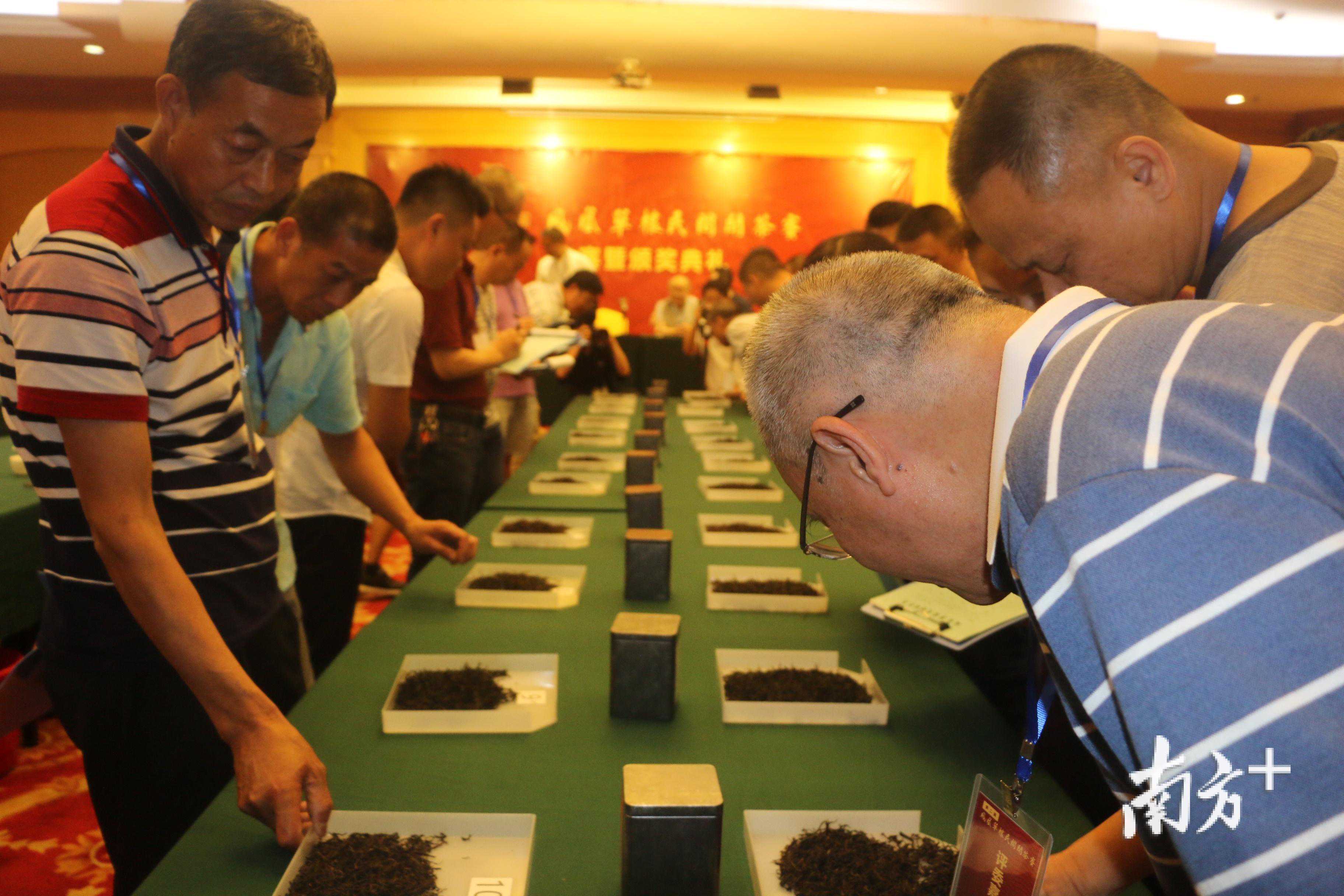 什么是“斗茶”？怎么斗？30款凤凰单丛名茶汇聚汕头“茗战”