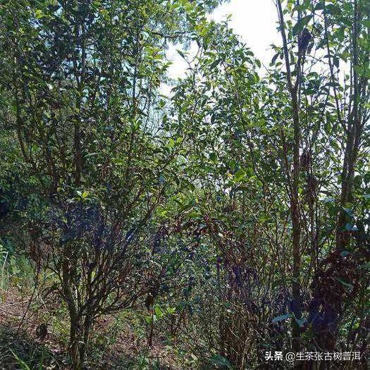 分享选茶技巧，如何选购普洱生饼，才不会入坑？