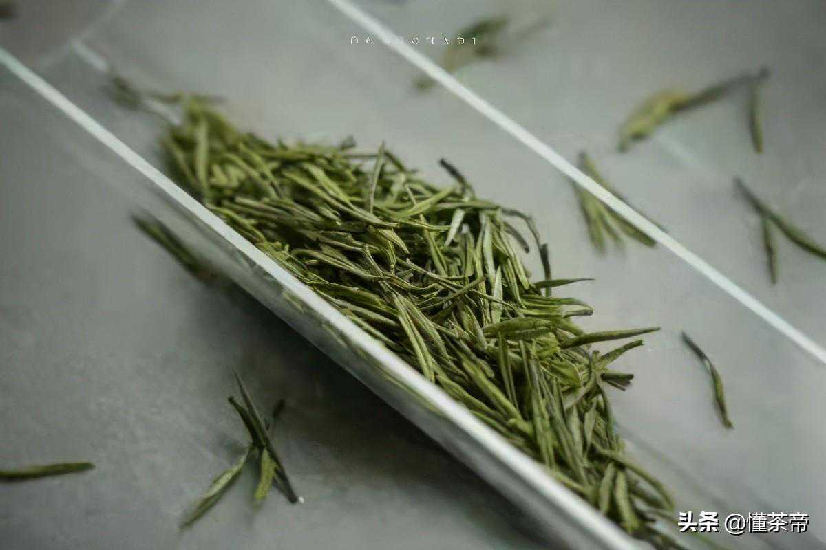一片叶子富了一方百姓，安吉白茶究竟有何魔力？